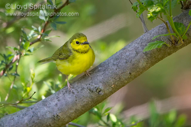 Hooded Warbler (female)
