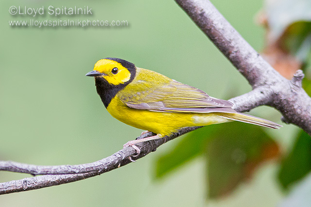 Hooded Warbler (male)