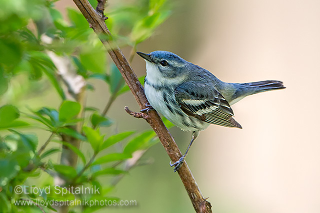 Cerulean Warbler (male)