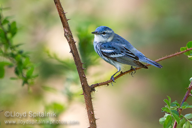 Cerulean Warbler (male)