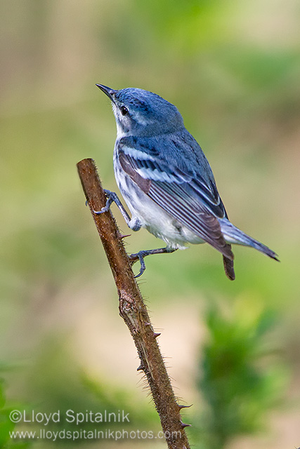 Cerulean Warbler (male)