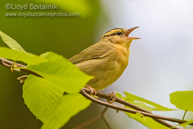 Worm-eating Warbler