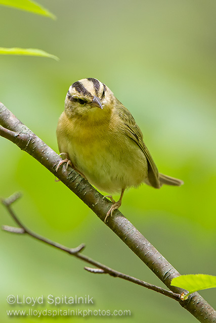 Worm-eating Warbler