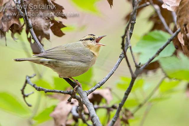 Worm-eating Warbler