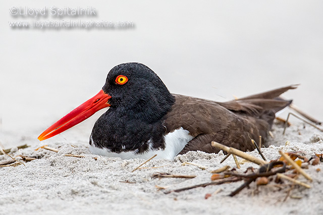 American Oystercatcher 