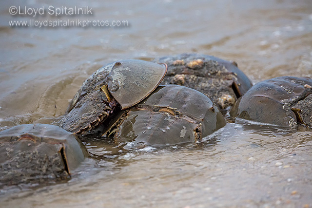 Horseshoe Crab