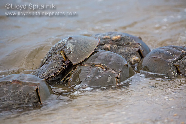 Horseshoe Crab