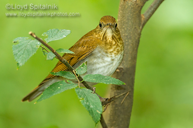 Veery