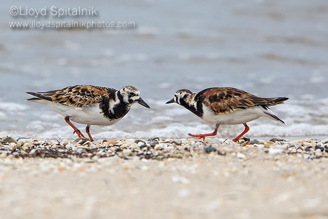 Ruddy Turnstone   