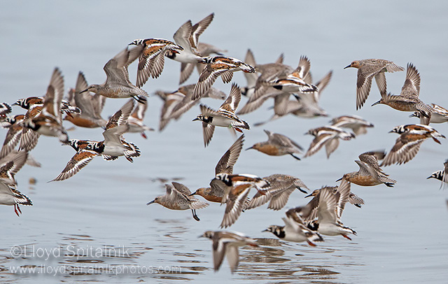 Ruddy Turnstone  w/ Red Knot 