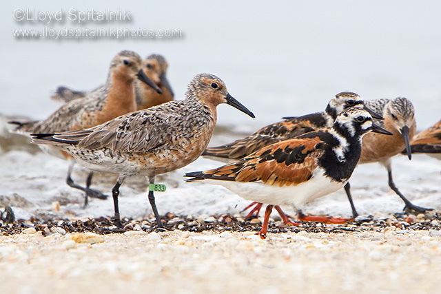 Red Knot & Ruddy Turnstone