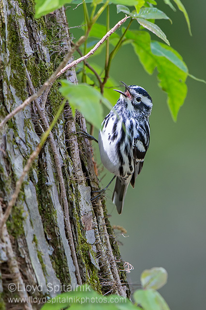 Black-and-white Warbler