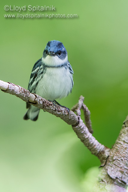 Cerulean Warbler