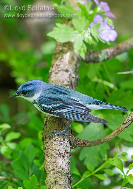 Cerulean Warbler (male)