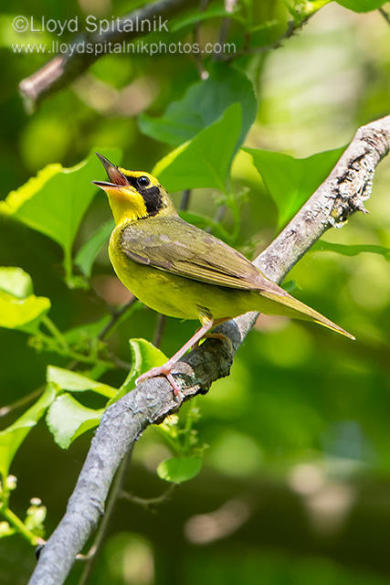 Kentucky Warbler