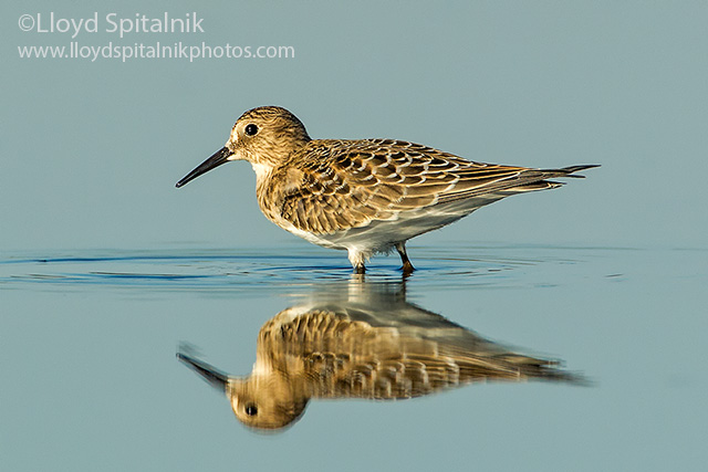 Bairds Sandpiper (juvenile)