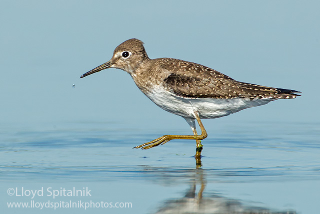 Solitary Sandpiper