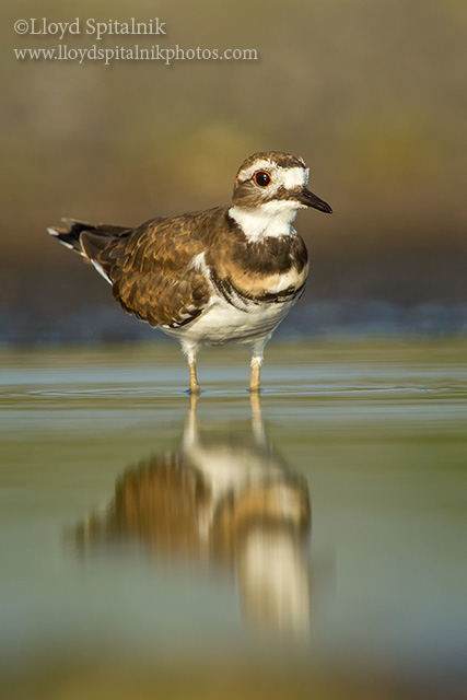 Killdeer