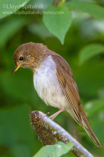 Veery