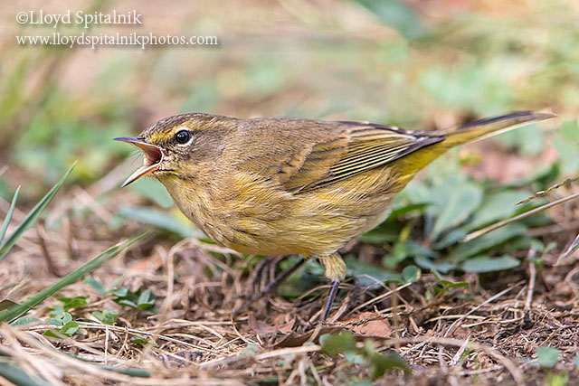 Palm Warbler