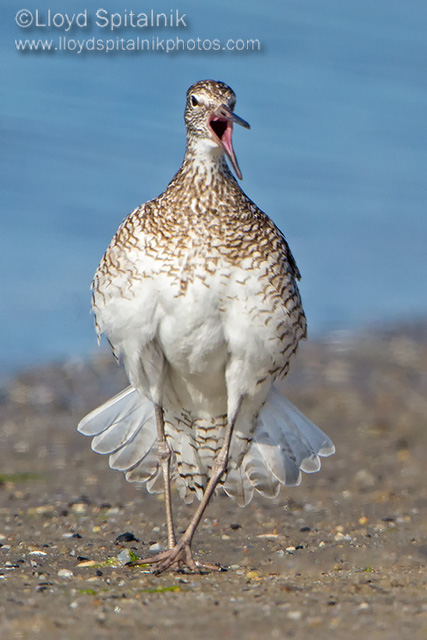 Willet 