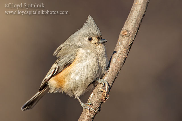 Tufted Titmouse