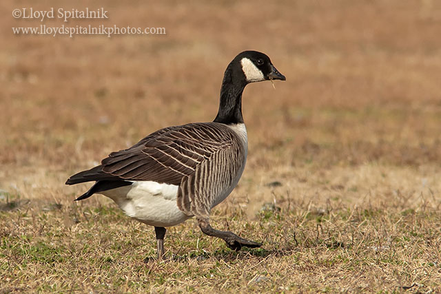 Cackling Goose