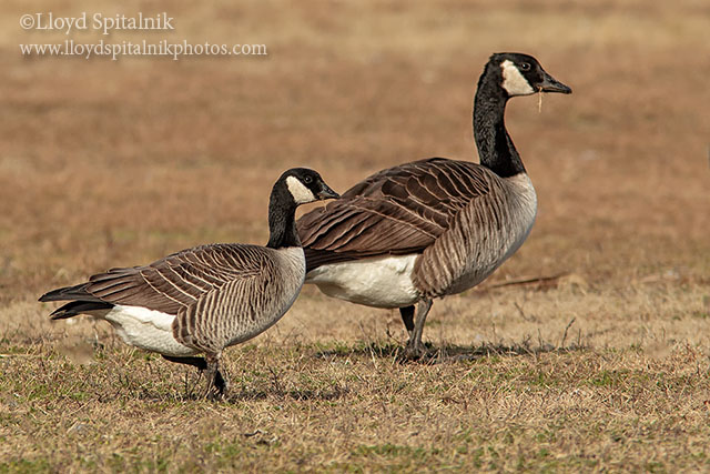Cackling Goose