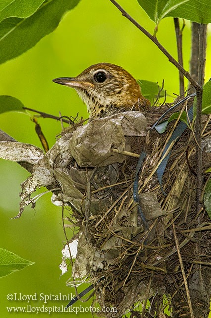 Wood Thrush 