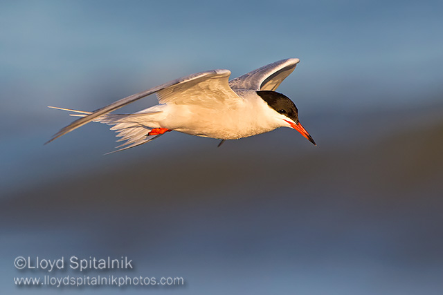 Common Tern