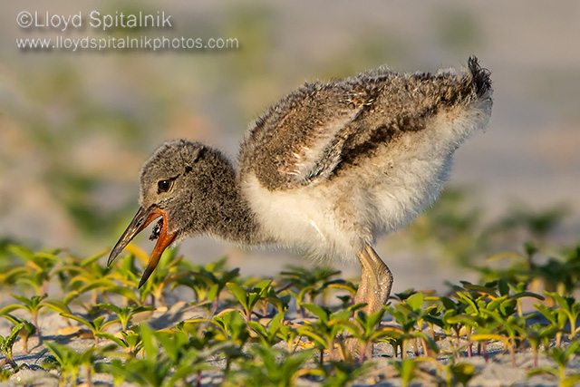 American Oystercatcher 