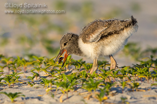 American Oystercatcher 