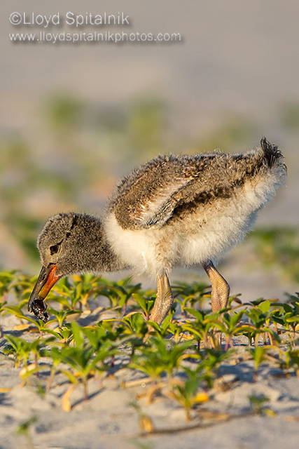 American Oystercatcher 