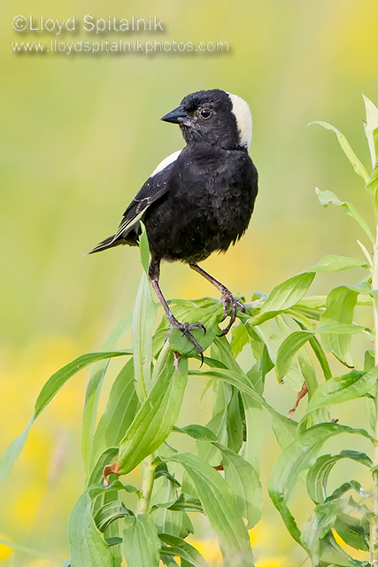 Bobolink