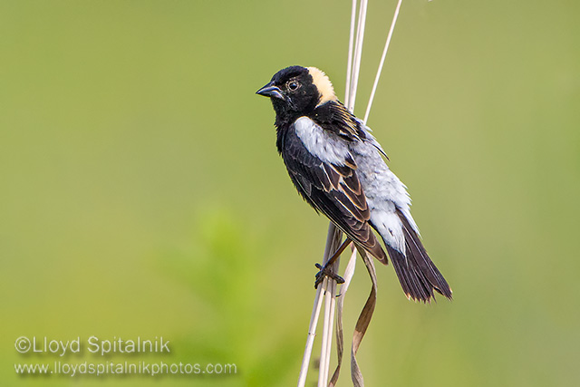 Bobolink