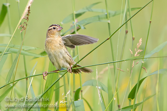 Bobolink (female)
