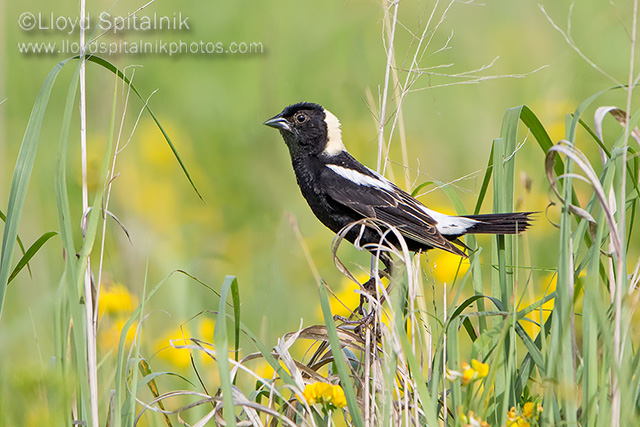 Bobolink