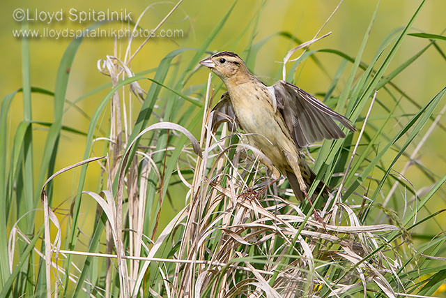 Bobolink (female)