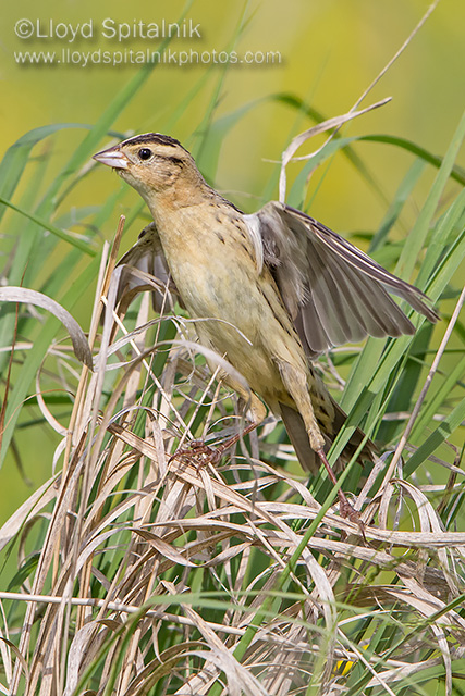 Bobolink (female)