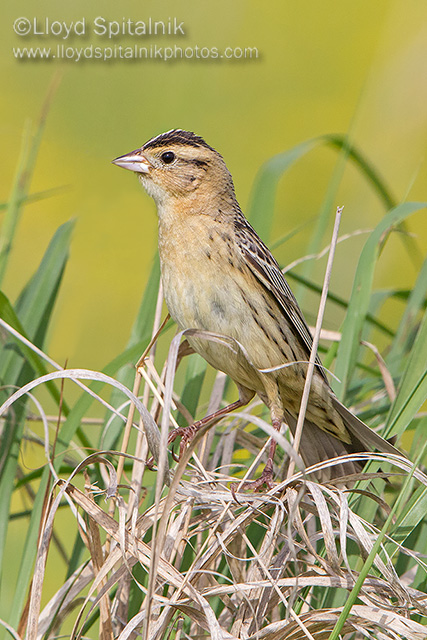 Bobolink (female)