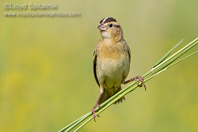 Bobolink (female)