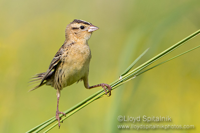 Bobolink (female)