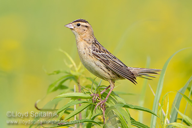 Bobolink (female)