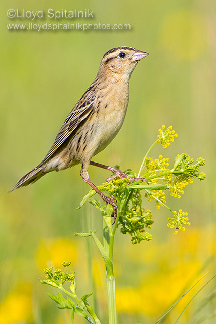 Bobolink (female)