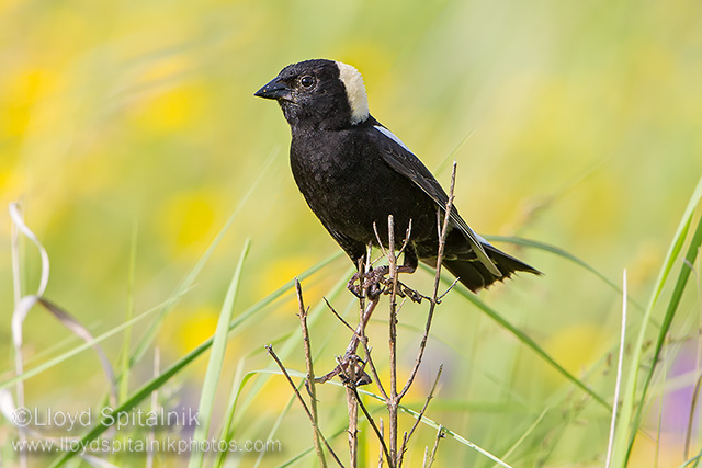 Bobolink