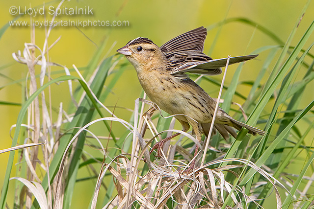 Bobolink (female)