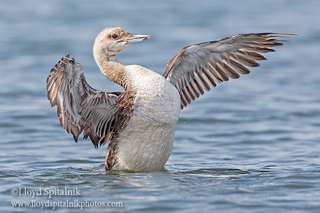 Common Loon