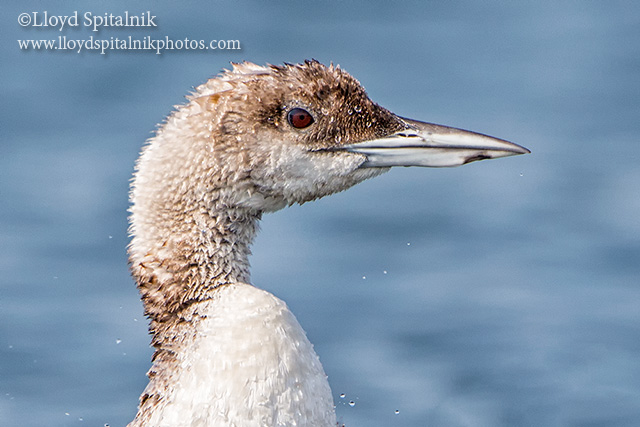 Common Loon