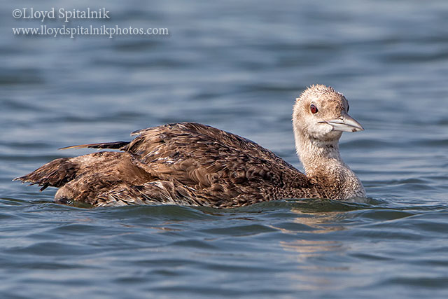 Common Loon