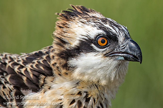 Osprey